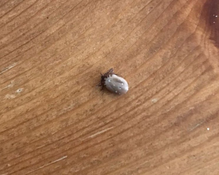 fieldinghr's tweet photo. Hoping I've gauged my Twitter audience correctly..... Is anyone collecting ticks?! (found on friendly dog in Scotland) https://t.co/vihMVQbb8Q