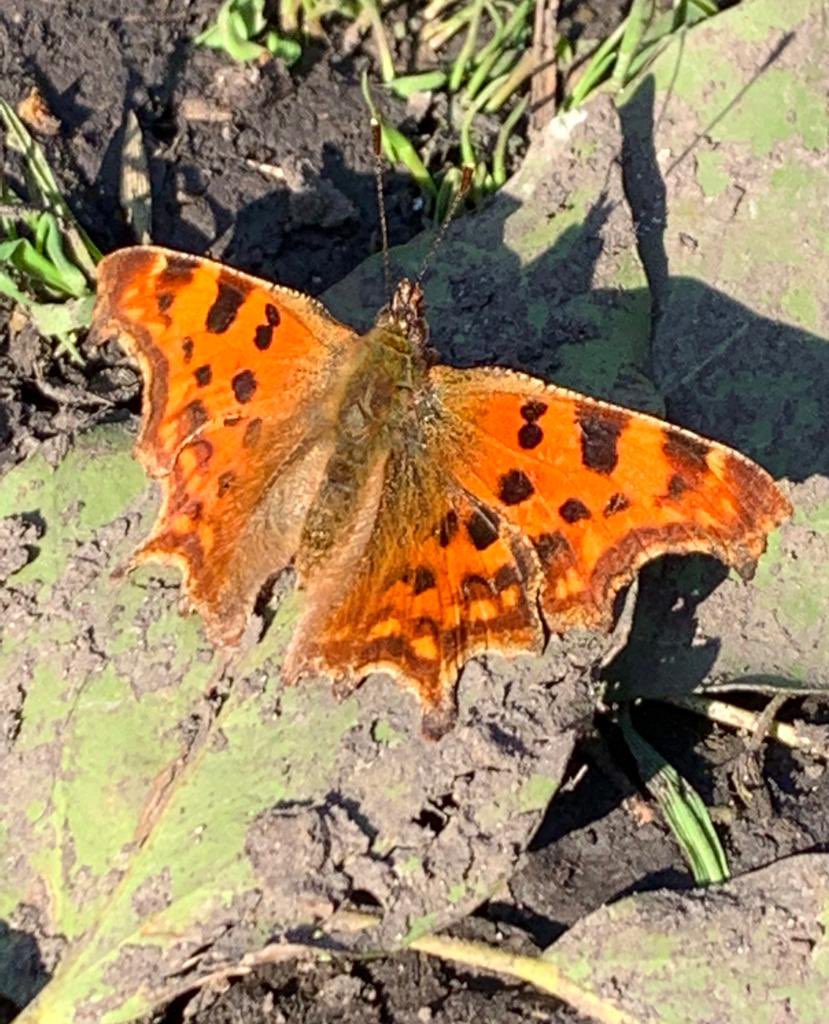 WCWCatford's tweet photo. During #volunteering we have been doing some #wildlifegardening inc putting up #nestingboxes & making sure our #miniponds are ready. Saw our first #butterflies including this #coma. The #maggot will turn into a #hoverfly. It breathes through its tail under the water #Catford https://t.co/e2JFAeDn9e