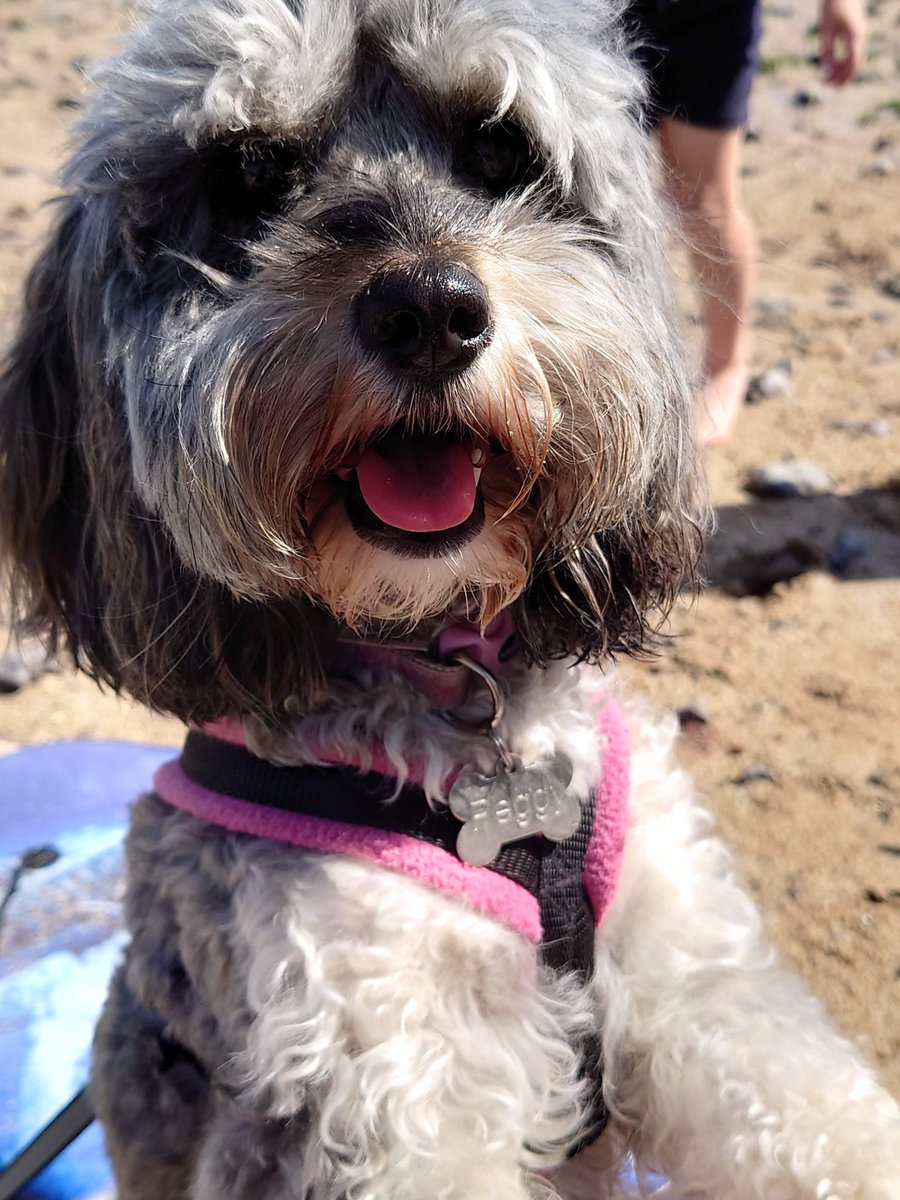 LindseyOver1's tweet photo. Peggy the cockapoo on holiday in Anglesey. She's also 3 today! #crufts #Crufts2022 https://t.co/eFCHk4ezjl