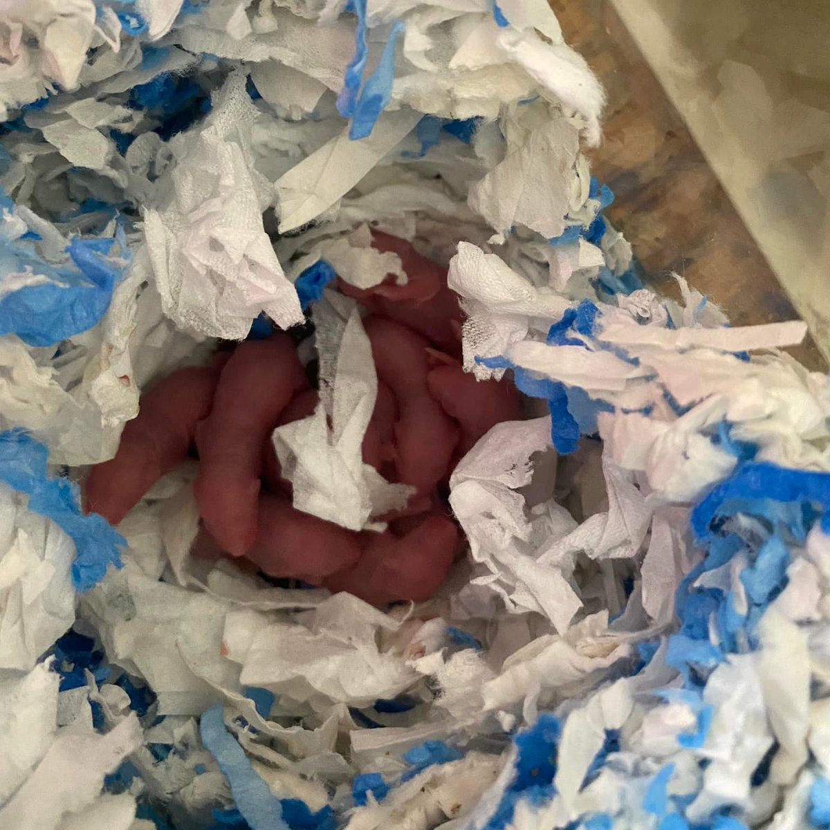 Mrs. Brisby is one of our foster #mice and this week she gave birth to nine babies! Mom and babies are all doing well and should be available for adoption in a few weeks.

Fostered in Sandy Hook, CT.
