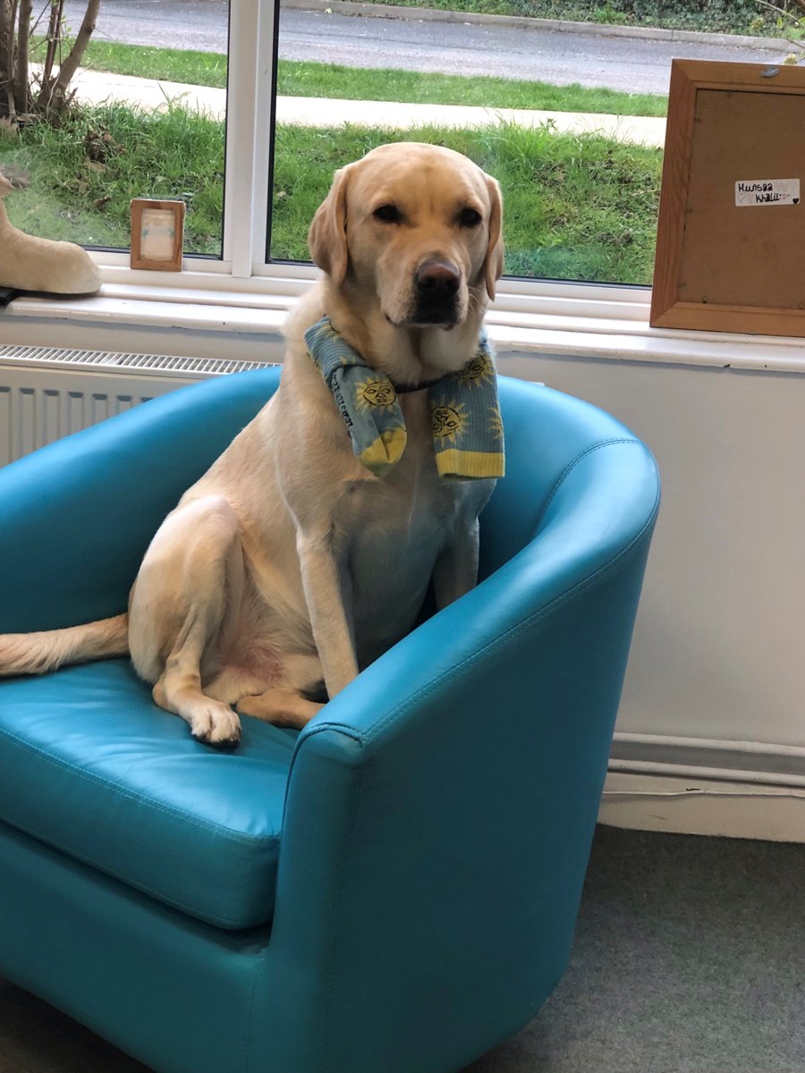 RyversSchool's tweet photo. Ryvers' staff and pupils dressed in yellow and blue today to raise money for WaterAid and the people of Ukraine... Even Jurgen got involved! #charitablechildren #wateraid https://t.co/RD4ddRgsYq