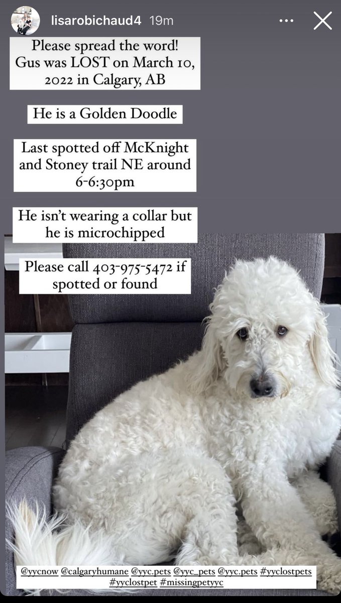 kristamwebb's tweet photo. Please share and keep a look out for Gus! @PetRecoveryYYC #yyc #yyclostpets #lostdog @Crackmacs @cityofcalgary https://t.co/M9g88eJWE4