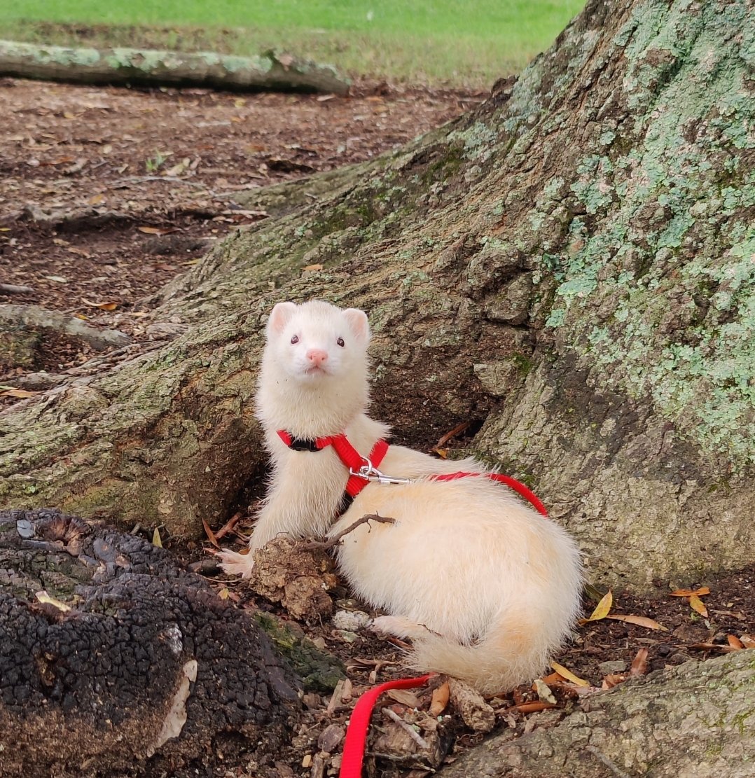 WFrederickTweet's tweet photo. @ScribblingOn Get yourself some ferrets. They're great little buddies. Using this as an excuse to post the noodles. https://t.co/lqEWkxqsAF