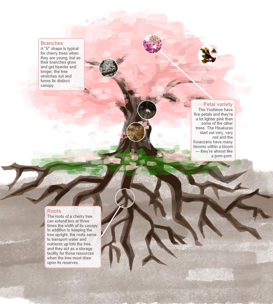 uwnews's tweet image. While the @UW cherry blossoms get ready for their annual debut, you can learn about how different parts of the cherry tree function in our interactive story: 
washington.edu/news/2022/03/1…

@uwcherryblossom