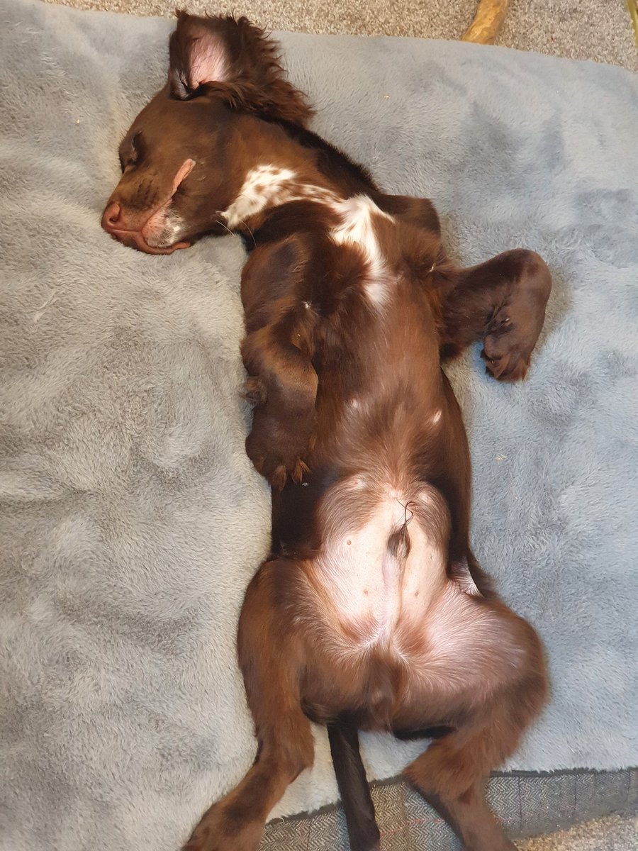 Freddie The Sprocker tweet media