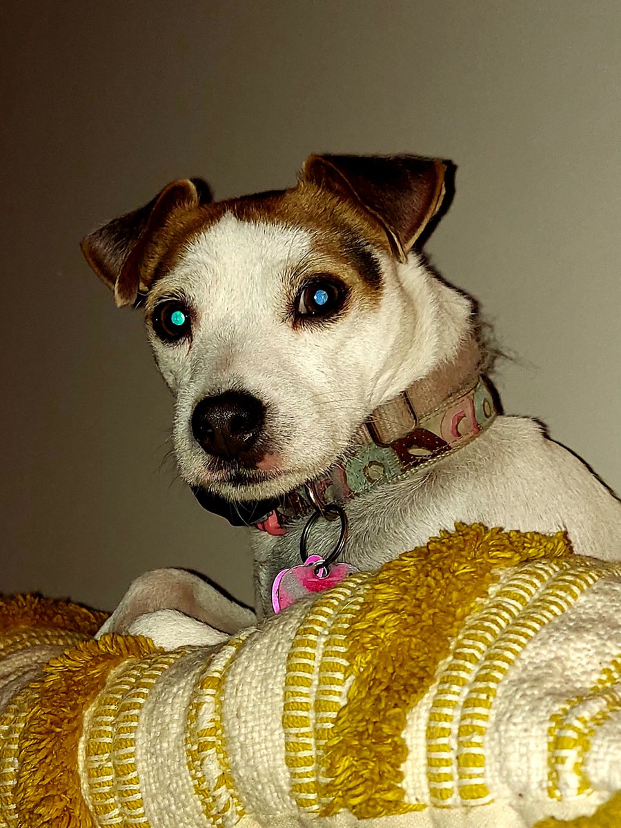 I mean, is she the reason our backyard is a whack-a-mole gameboard? Yes. Does she daily bring half-eaten moles, birds, and lizards into the house? Also yes. Does she wake us up in the night more times than an infant? Yes, that too. But dang she's cute, right? #jrt