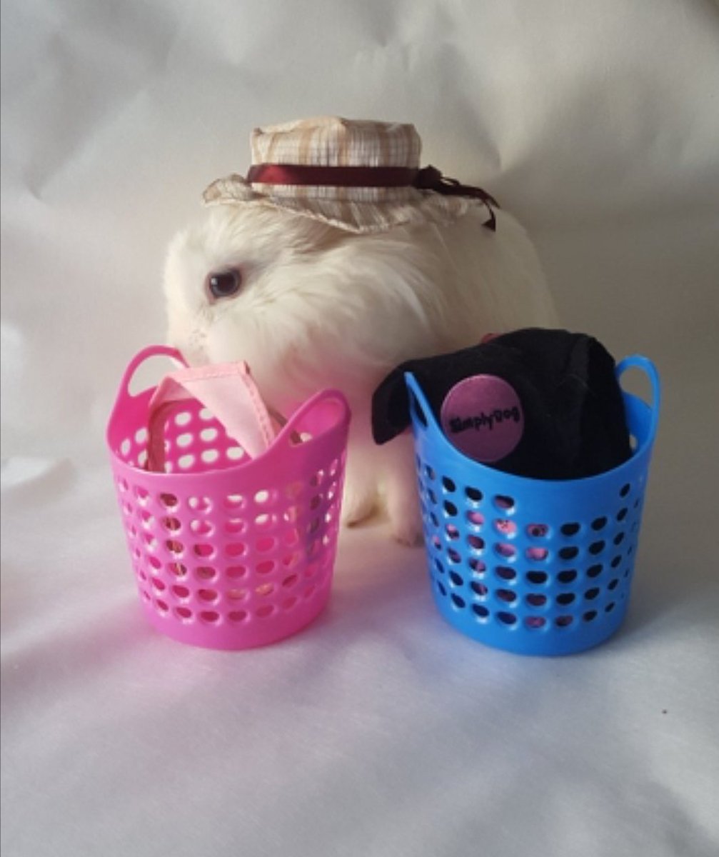 minipaws_diary's tweet photo. Doing my laundry. 

Happy weekend 😁
.
.
#kanin #bunny #vitkanin #fromsweden #kaninchen https://t.co/UbWRZBR7O0
