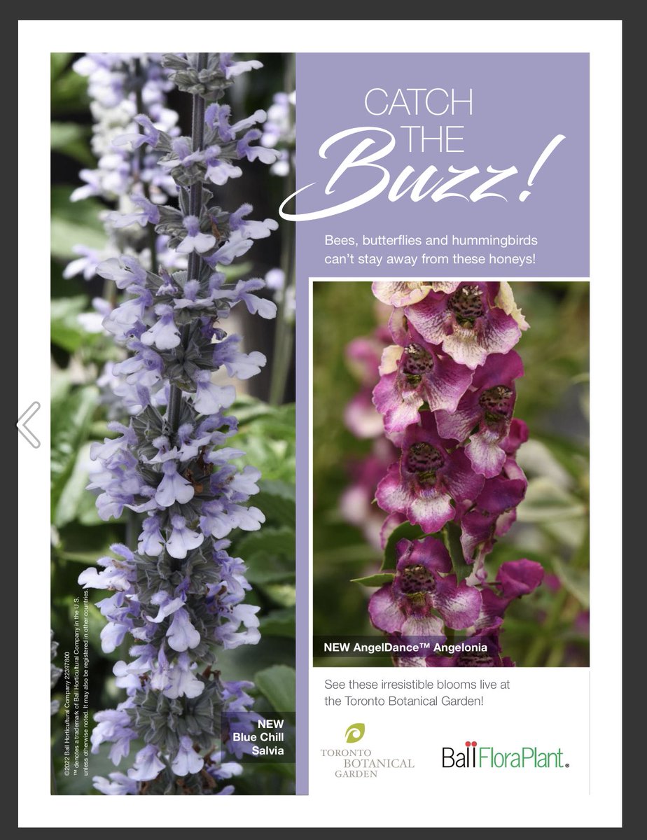 TanyaCBloomDiva's tweet photo. Coming this spring to @TBG_Canada an expanded #trialgarden featuring #pollinator plants from @BallFloraPlant including Blue Chill Salvia and AngelDance Angelonia! Come see this amazing #pollinatorgarden 🌸 #bloomdiva #pollinators #trialgardens #toronto #spring #lethopebloom https://t.co/JpC6wVArDU
