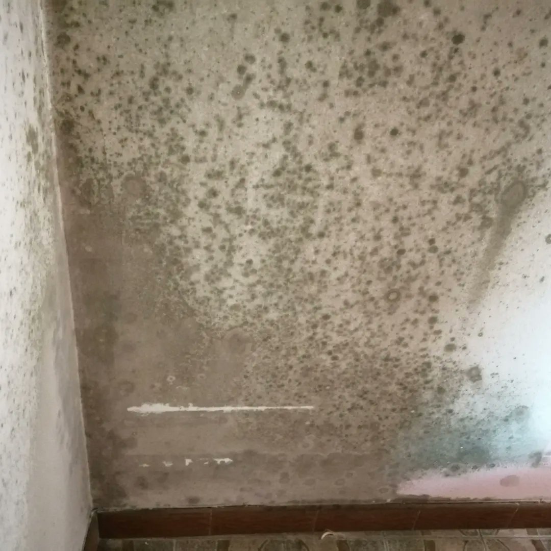 humishock's tweet photo. La #salud no tiene precio. La #salut no té preu. 
La proliferación de #hongos y #manchas de #moho por #condensacion en #paredes agrava problemas de #asma. Apuesta por tu salud, apuesta por #humishock, nosotr@s te lo resolveremos. 

��� 660908144 / 644764478
👌 Visita gratuita https://t.co/lrs5TLXrkC