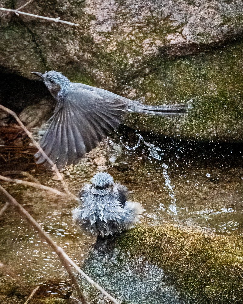luke_lens's tweet photo. Went out to take photos first time in couple of months... and it felt great ! Honestly I dunno what i was thinking not taking any photos for so long... these are taken with 90mm so its very heavily cropped... really need to invest in longer lens 😅 https://t.co/6eG6rQVPHl