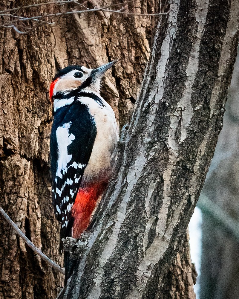 luke_lens's tweet photo. Went out to take photos first time in couple of months... and it felt great ! Honestly I dunno what i was thinking not taking any photos for so long... these are taken with 90mm so its very heavily cropped... really need to invest in longer lens 😅 https://t.co/6eG6rQVPHl