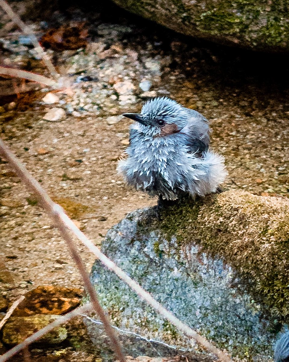 luke_lens's tweet photo. Went out to take photos first time in couple of months... and it felt great ! Honestly I dunno what i was thinking not taking any photos for so long... these are taken with 90mm so its very heavily cropped... really need to invest in longer lens 😅 https://t.co/6eG6rQVPHl