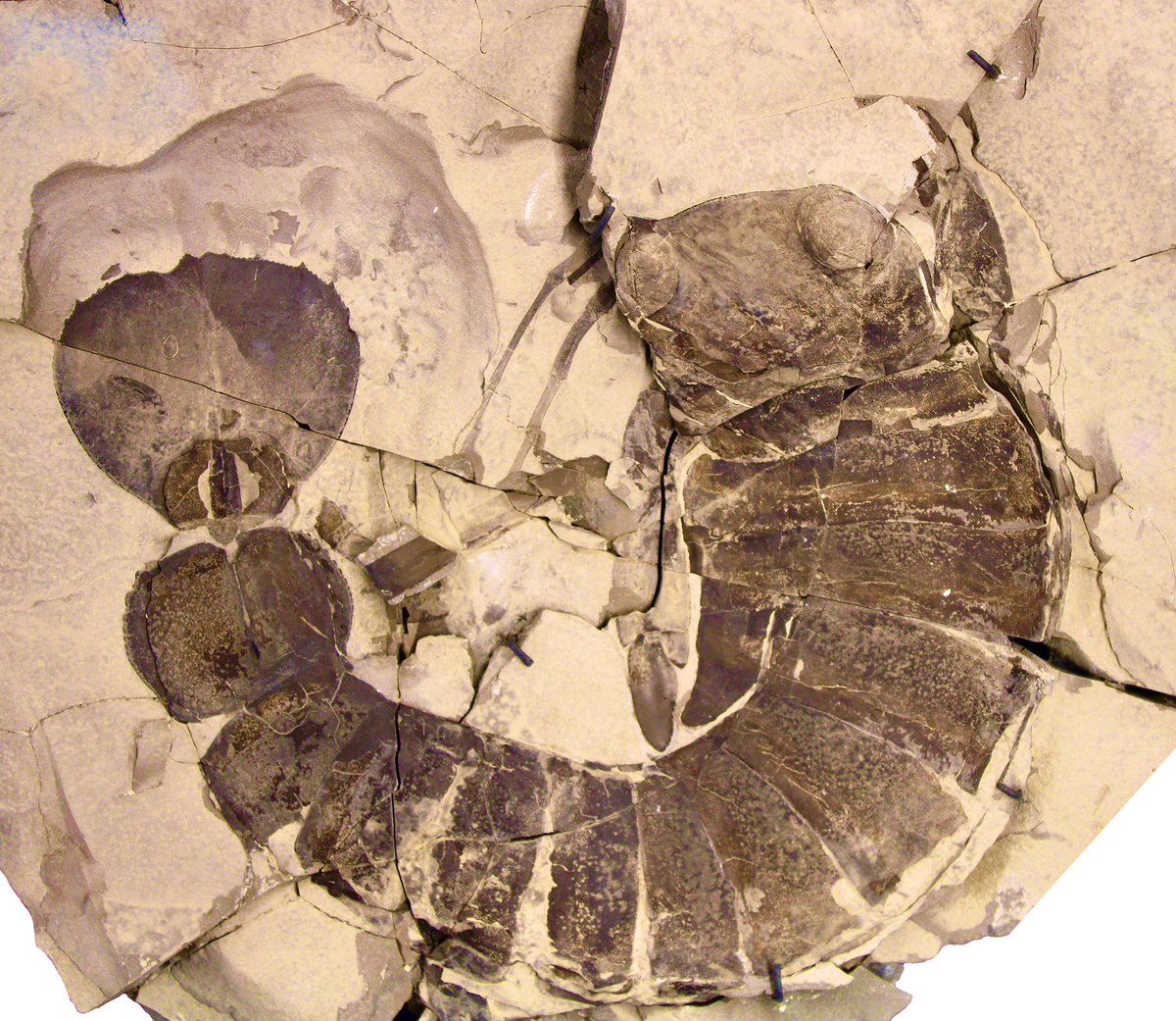 Prehistorica_CM's tweet photo. For #FossilFriday, an amazing fossil of the eurypterid (sea scorpion) Acutiramus, on display at the #DawnOfLife gallery @ROMtoronto. 

The round structures on the head are giant compound eyes - you can even see the individual lenses. https://t.co/aSLrmoZdSG