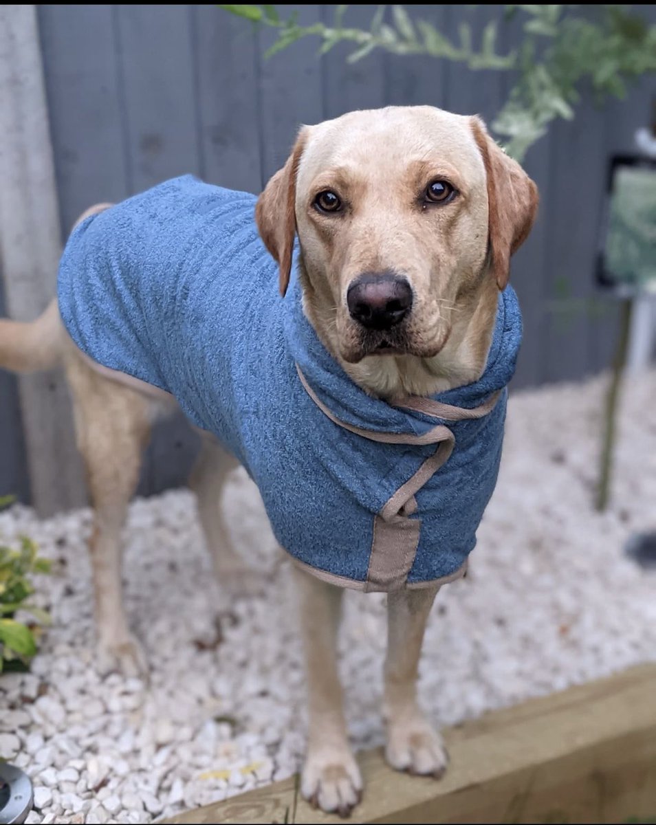 tailssuccess's tweet photo. Just a cute doggo in her cute drying coat, looking all cute 🥰 

Mabel has mastered the art of being cute!! 
.
.
.
#cute #labradorretriever #labrador #dogsoftwitter #cutedog #yellowlab #yellowlabrador #dogtraining https://t.co/A729uupin5
