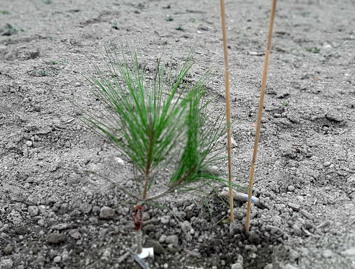 f_costes's tweet photo. 7⃣5⃣0⃣🌲pins plantés sur le site de l'usine de production d'eau potable de la Saignone à #Avignon. 
Cette plantation constituera pour le monde de la recherche, un conservatoire génétique unique en Europe de pins méditerranéens. @GrandAvignon @INRAE_France #EauGrandAvignon @suez https://t.co/8dabvducUG
