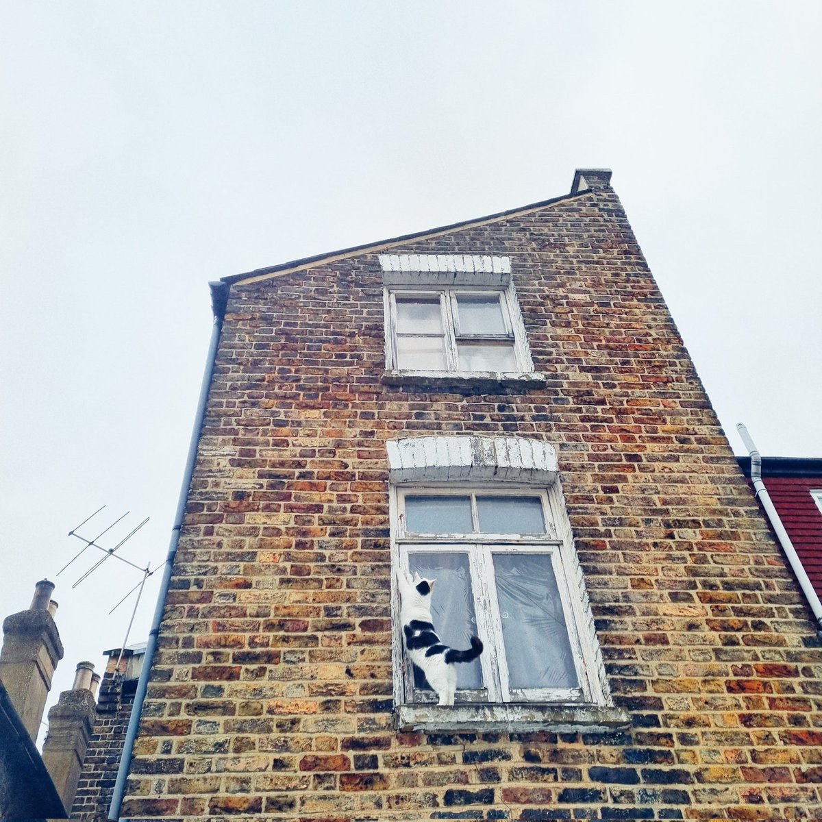ScaredyCatCW's tweet photo. It's raining but I needed to do some urgent window #catadmin 😆🌧😺 #Cat #Scaredy #CatsOfTwitter #March2022 #London https://t.co/r52mxkhvki
