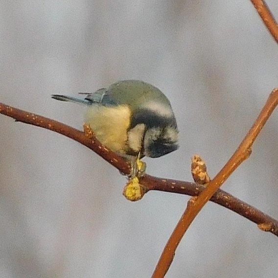 manhamonster's tweet photo. Robin and blue tit in the garden this morning #FridayVibes #birdphotography #morebirdslesspolitics https://t.co/ThrV4awiSS