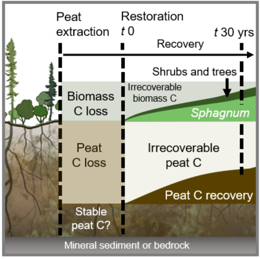 While restoration is essential to stabilize peat #Carbon stocks and to make degraded #Peatlands C sinks again, its important to remember that we can't restore lost C - not within our lifetimes anyway. Protecting intact peatlands and their immense C stores is also critical!