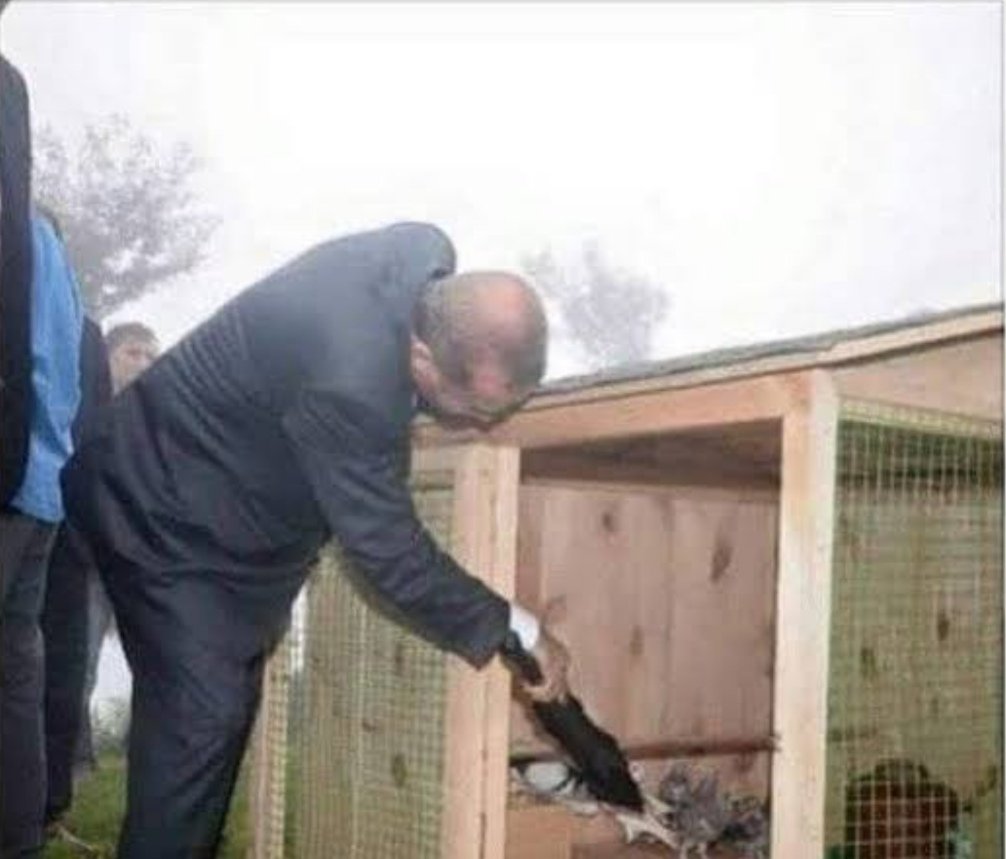 Hadi bizi bir kenara bırak; güvercinlerde bile #HuzurBIRAKmadın!