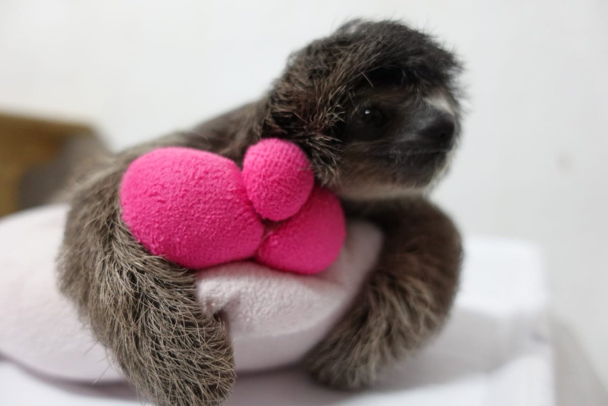 rescuecentercr1's tweet photo. Meet Apple, a baby three-toe
Posible pesticide poisoning (from unregulated agricultural use)
The inspiration for the name was from @ChrisOfColdplay and @GwynethPaltrow
The upcoming @coldplay tour in Costa Rica will promote sustainability
#SlothLife #Sloths #Mammal #rescue #RCCR https://t.co/hT8inpuAyA