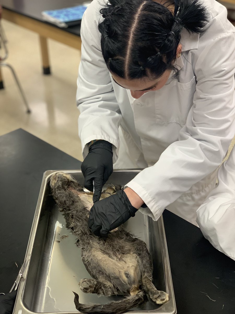 mrsamol's tweet photo. What does a person do on Spring Break? Visit former students and see what they do. In this case, cat dissection. Way cool! #OlStarStatus https://t.co/l2H0zjNbId