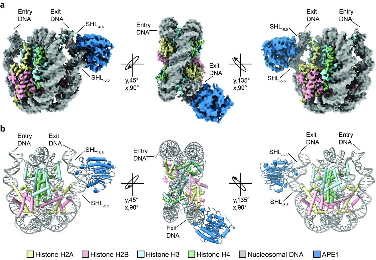Excited to finally share our new work from the 
<a href="/Freudlab/">Bret Freudenthal</a> where we determine how the critical DNA repair protein APE1 recognizes and processes DNA damage in the nucleosome. Updated tweet  👇 (1/n)

biorxiv.org/content/10.110…