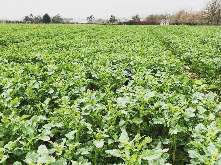 ceresrural's tweet photo. Spot the dog(s) 🐶! These two rape crops are really starting to go through the gears following receiving some nitrogen earlier in the month. Both ready for a fungicide soon. 
#ceresrural #cropmanagement #agronomy #labradorsofinstagram #spanielsofinstagram #farmmanagement https://t.co/U6l8lQOdGB