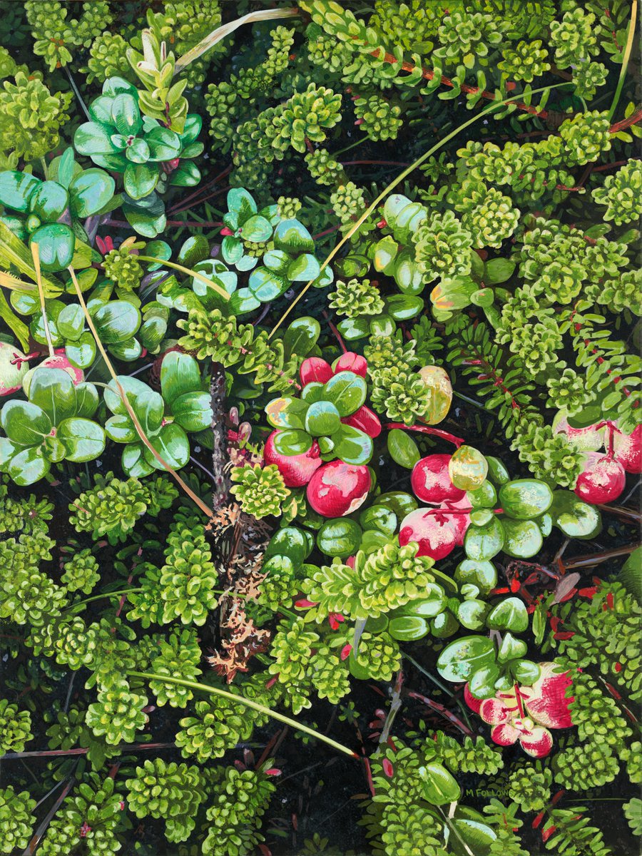 MarkFollowsArt1's tweet photo. You don't have to travel far in Newfoundland before you find Cranberries underfoot.  This 18X24 egg tempera painting was completed in 2022. https://t.co/D3N2FDAjxC