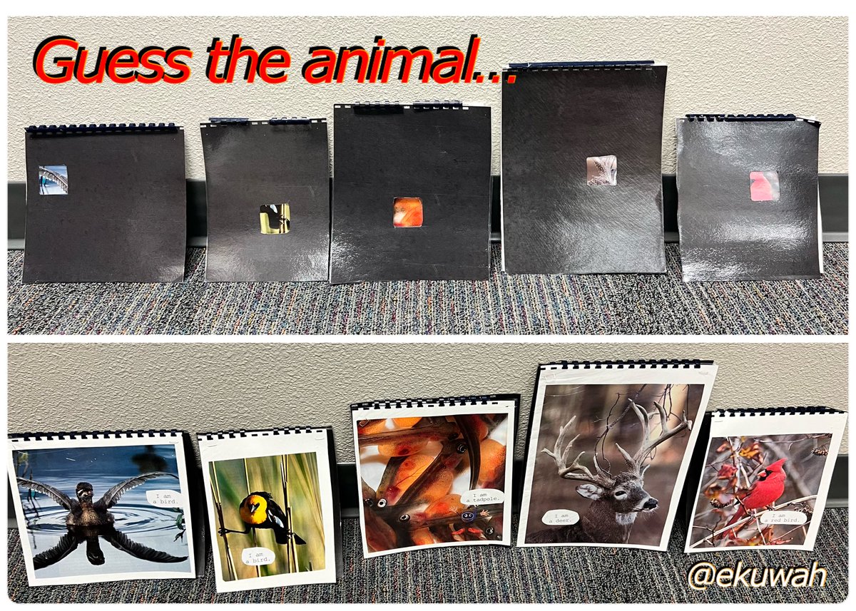 ekuwah's tweet photo. Guess the animalโฆ
I made these laminated and ringed mystery box flip books during student teaching in 2001. I have used them with students & families in a variety of settings and bulletin boards. Fun conversation starters!
#SpringCleaning #NatureSTEM #FlashbackFriday https://t.co/YCcqLGGErT