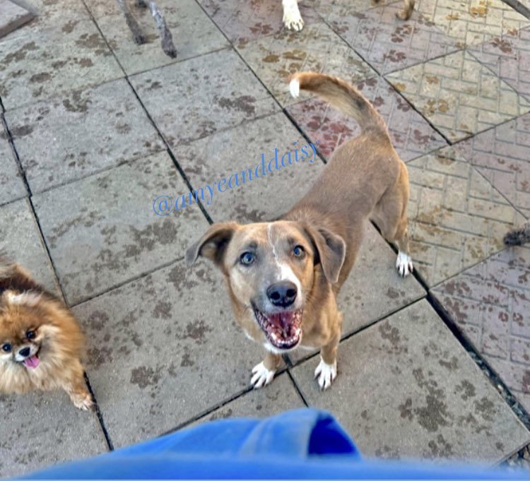 “Light up your world, like nobody else!” 💡😘🤩🐾🌍

Wait mom, did you just say it was Friday?! 🤯😳 
Think lily is excited about the weekend 😂 

QOTD: what are you guys doing this weekend? 🎊 

In this photo:
Lily - mix breed - ours 
#amyeanddaisy #twitterdogcommunity