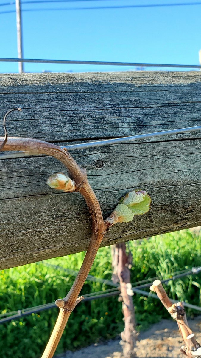 Pinot Noir has joined the #budbreak party at our Los Carneros estate. Bring on the spring!  #cuvaison