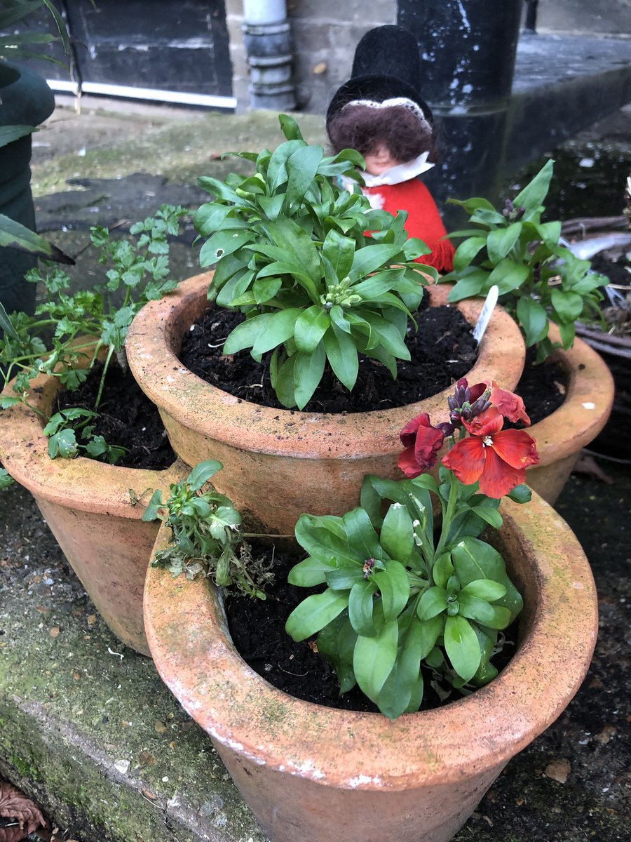 planet_rita's tweet photo. Wallflowers (watched by a little Welsh lady). Planted up and gifted to the historic Gordon House Hotel, Rochester. https://t.co/s9qMcBVnOD