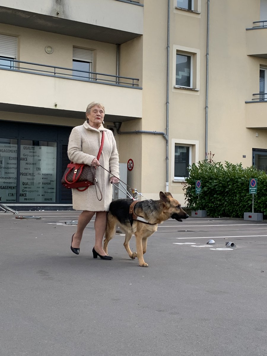 Chiens Guides Paris tweet media