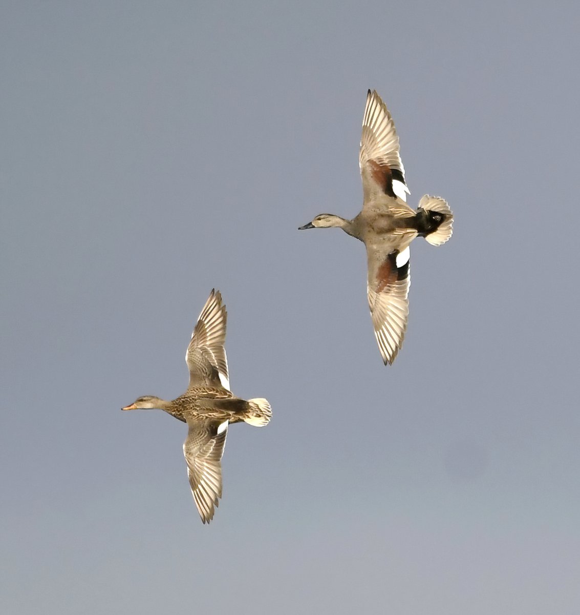 Carl Bovis tweet media