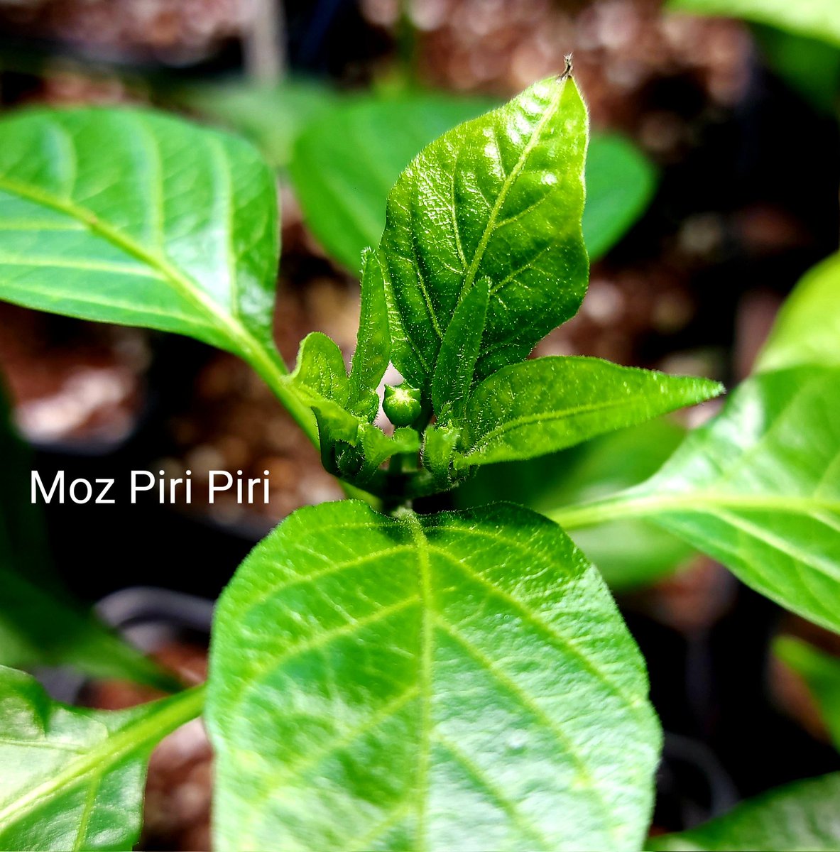 Kelly Woodroffe tweet media