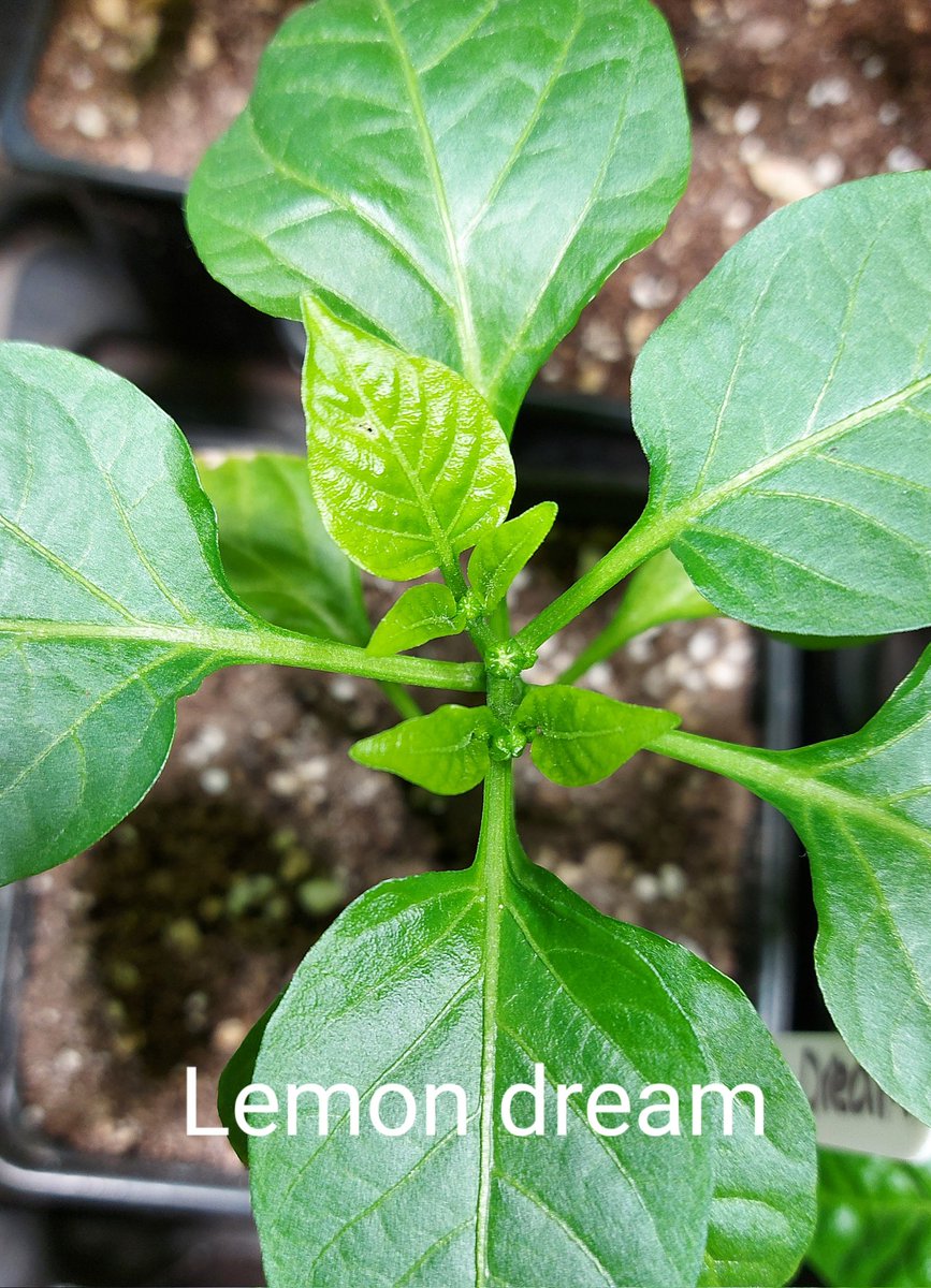 Kelly Woodroffe tweet media