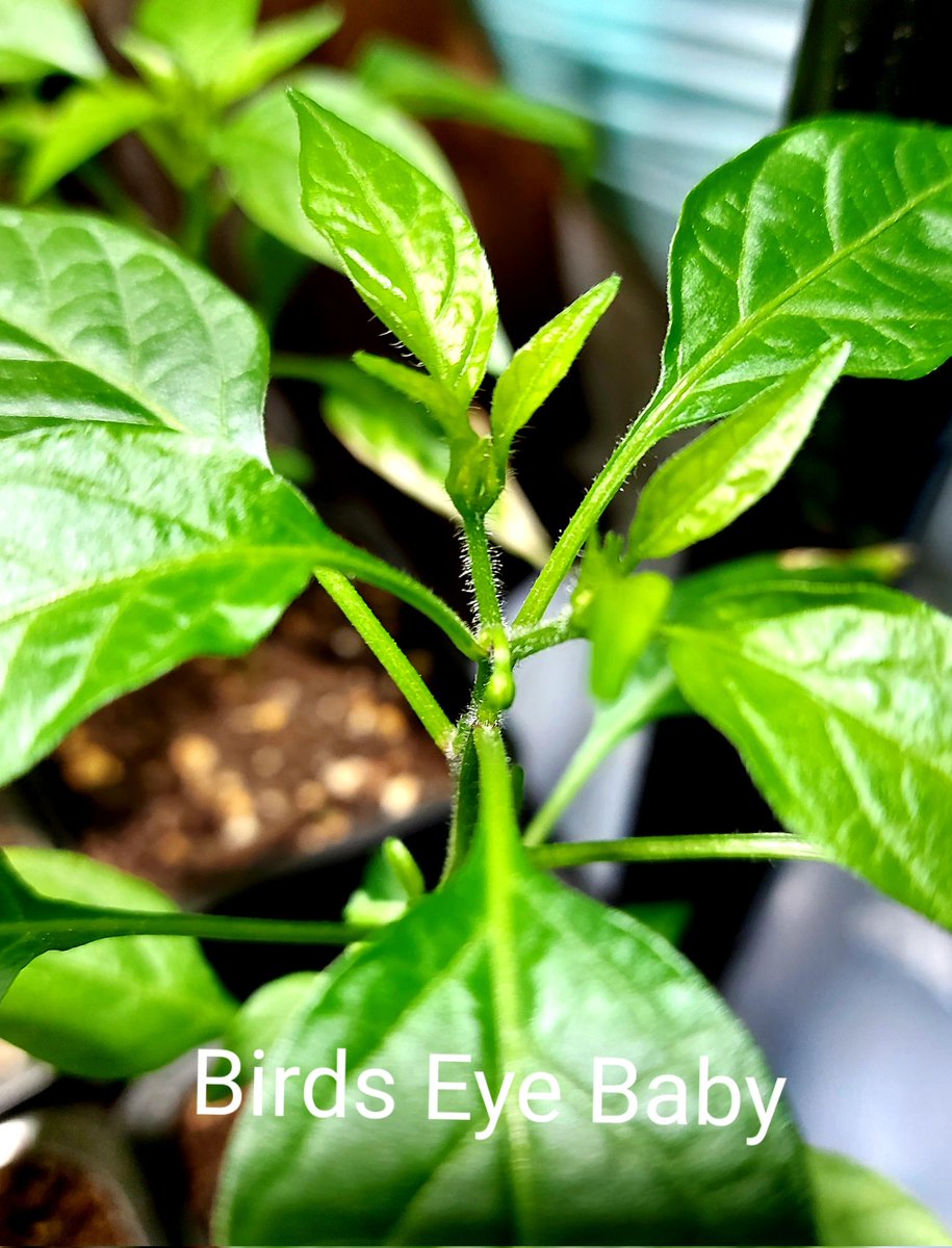 Kelly Woodroffe tweet media