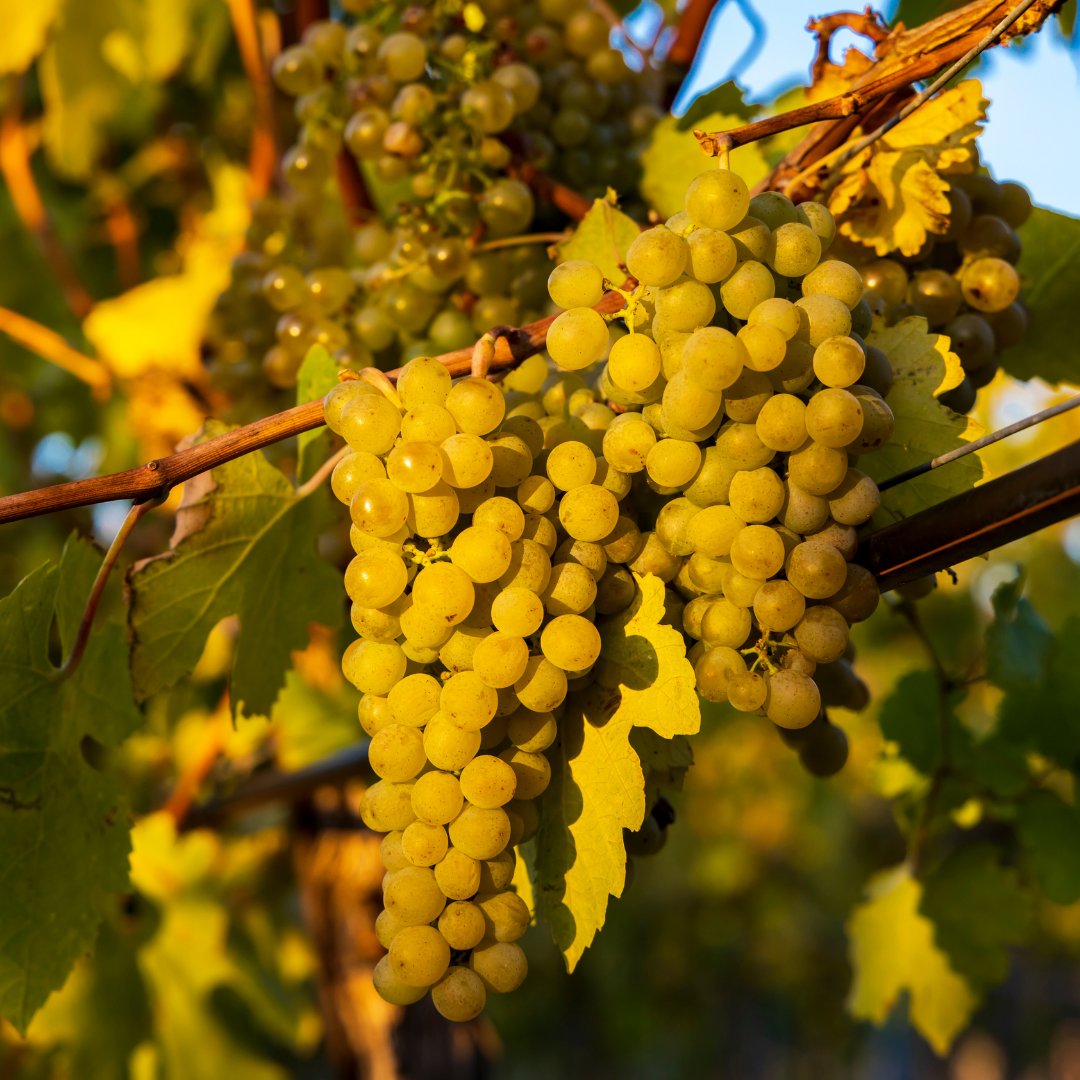 Check out our latest blog post from our very own Haley O' Brien about the grape that's as much fun to say as it is to drink, Gruner Veltliner. 

#firstbottle #firstbottlewine #firstbottlewines #GrunerVeltliner #RudiPichler #Hiller

ow.ly/cxeX50IgHLm