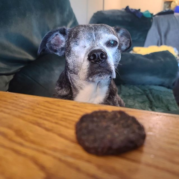 HappyHowiesInc's tweet photo. #repost Yes I see the treat, but I also see the nail clippers over there. If I try to get the treat, the human will grab me and chop my feet off!!! #dogsofmsp #dogsofinstagram #buggsofinstagram #happyhowies #minidoggyburger
( #π· @buddy_the_bugg ) https://t.co/q3uaVdOWdI