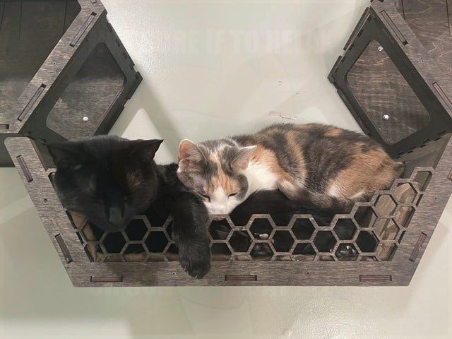 VincentRedStick's tweet image. harry.loveme.run
We know you like these furries the most, so that's why we keep making such compilations. cats for you again. But this time, even better, even funnier, even more hilarious!