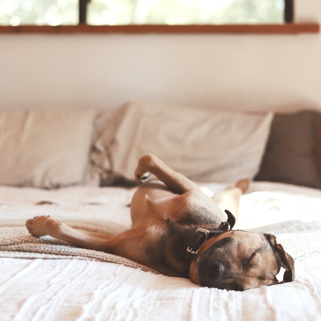 LatexBio's tweet image. Plus que quelques heures avant le week-end ! 
Vous avez des plans ? Une petite balade en forêt avec votre animal peut-être ? 🐶🍃