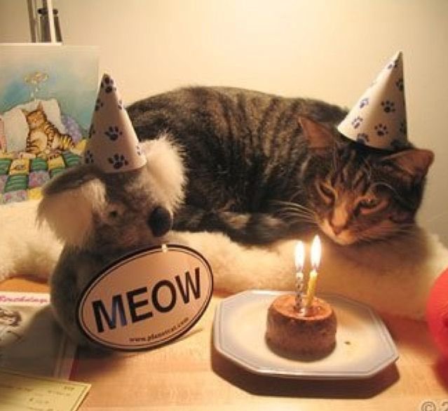 1 годик коту. с днем рождения кот. торт с котом. котик поздравляет с днем рождения. колпаки кот.