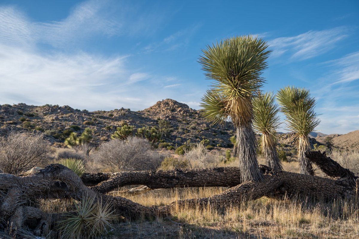 JoshuaTreeNPS's tweet photo. 🎶I get knocked down, but I get up again🎶

This Joshua tree grew over 10' tall before falling over, but its still alive! Thanks to an intact root system, it overcame the new orientation and send three shoots up to the sky. This is not unusual either, desert plants are resilient! https://t.co/y9fJulPu8Y