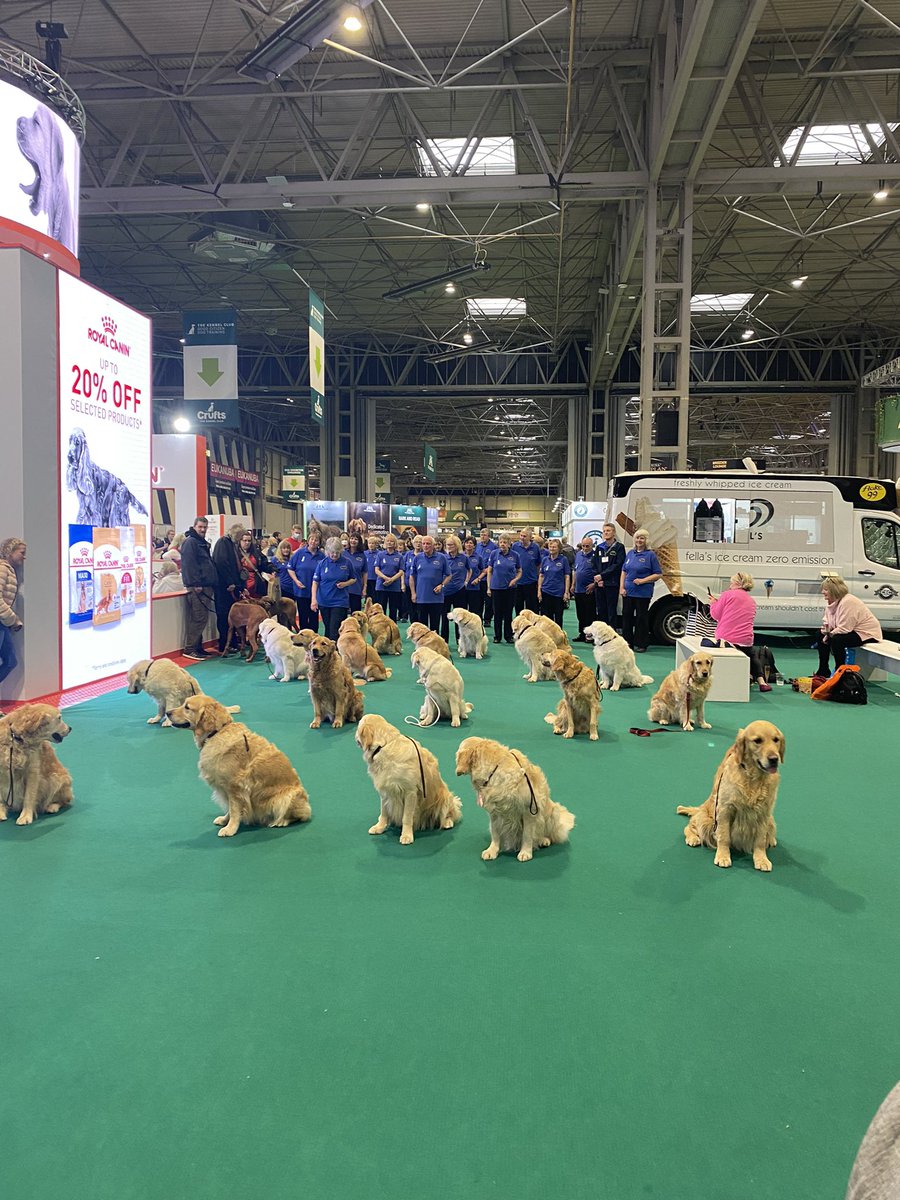 BronteGlen's tweet photo. Only at @Crufts can you stumble on a load of golden retrievers sat beautifully waiting for their handlers #dogsoftwitter #Crufts2022 #dogs https://t.co/dQnHlDx3Gz
