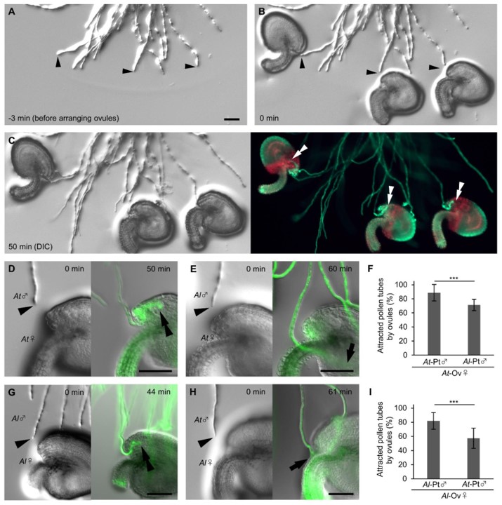 silvaetal1's tweet photo. Nagae et al. (2022): Quantification of Species-Preferential Micropylar Chemoattraction in Arabidopsis by Fluorescein Diacetate Staining of #PollenTubes
https://t.co/7h2EXxnEwZ #mdpiijms via @IJMS_MDPI https://t.co/xqV0S5o9ha