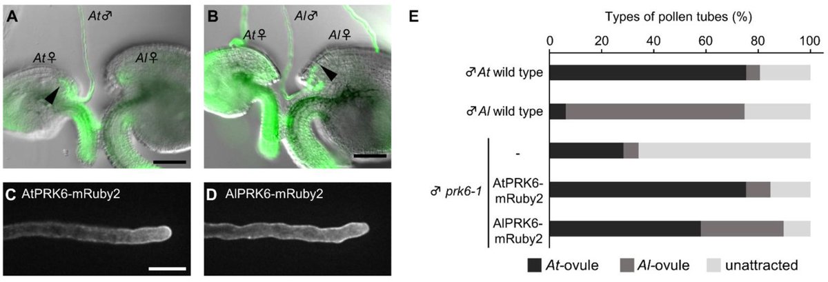 silvaetal1's tweet photo. Nagae et al. (2022): Quantification of Species-Preferential Micropylar Chemoattraction in Arabidopsis by Fluorescein Diacetate Staining of #PollenTubes
https://t.co/7h2EXxnEwZ #mdpiijms via @IJMS_MDPI https://t.co/xqV0S5o9ha