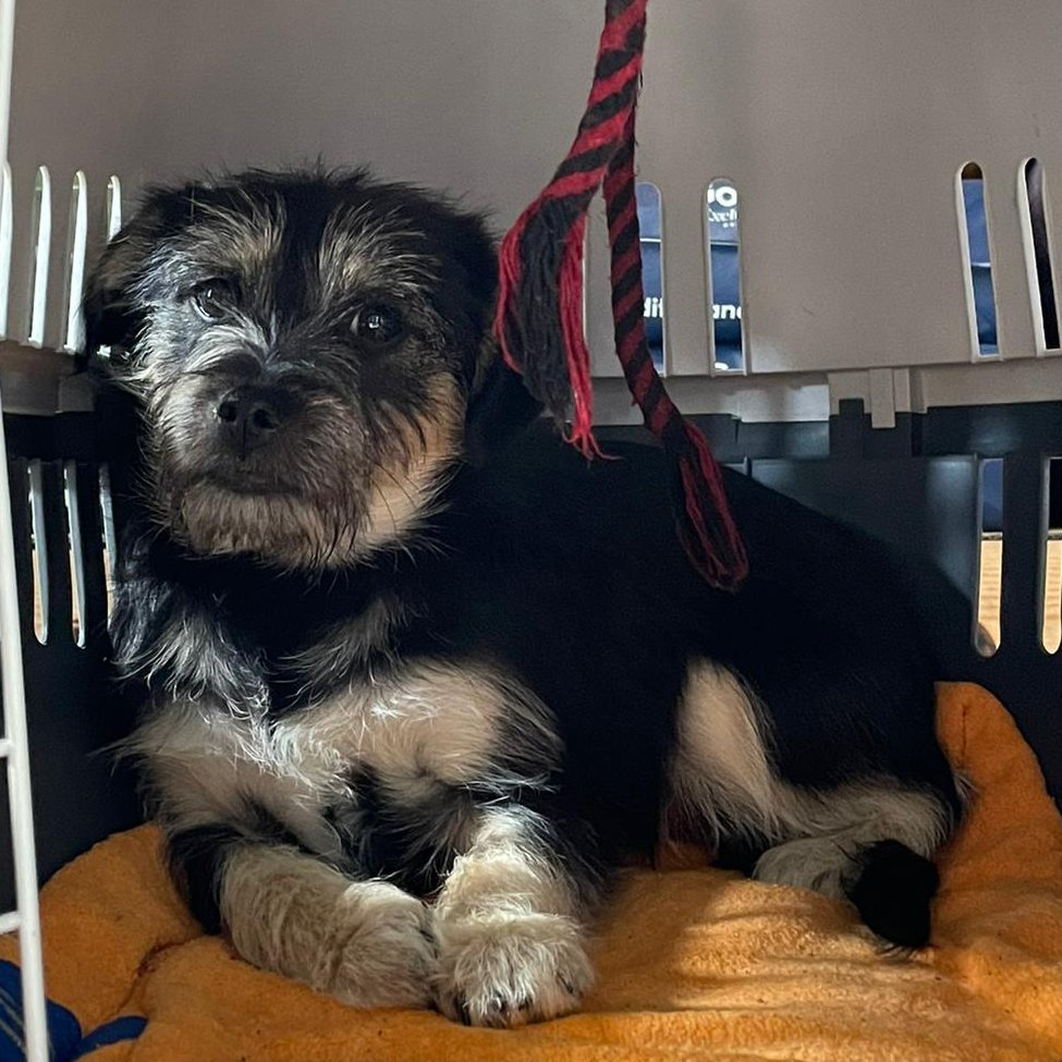 NuevaVidaAdop's tweet photo. #Madrid
FANDANGO
ABANDONADO en lo alto del pico de la Sierra junto a FLAMENCO
Unos senderistas los vieron y avisaron a la Policia,quienes los rescataron y salvaron de la muerte
Es un cachorro de 5⃣ meses,tamaño peque
#cachorros #acoge #casadeacogida
📩facenuevavida@gmail.com https://t.co/oBoari8KOY