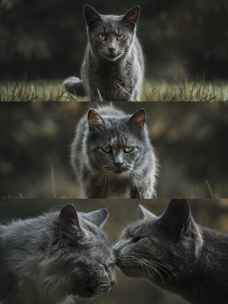 Gm everyone 😸 “Fuzzy Friends Forever” has a buy now option on <a href="/foundation/">Foundation 🌐</a>! It’s my FND genesis piece, and it’s absolutely beautiful, certainly one of my favorite pieces I’ve created. It tells the story of two of my cats who love each other, which is why I adore it so much❤️