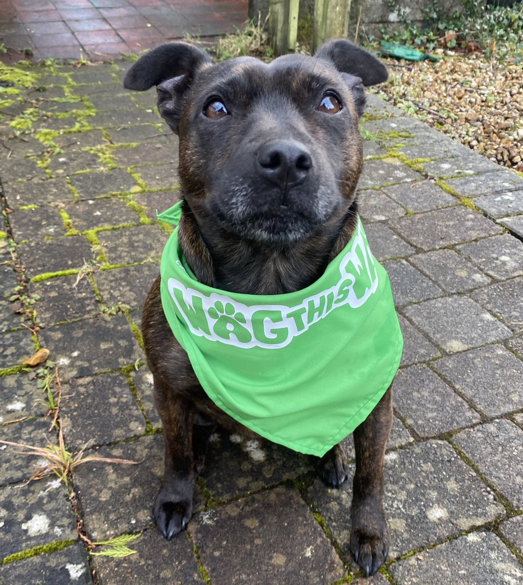 CityHospice's tweet photo. We have some exciting news! 😀🐾

Due to popular demand, we have made the decision to keep online registration open for Wag this Way until Monday 14 March 💚🐶
If you want to get your hands on a Wag this Way doggy bandana – make sure you register now ‼ ➡ https://t.co/DLoYuyFfzj https://t.co/CrSiLr10HH