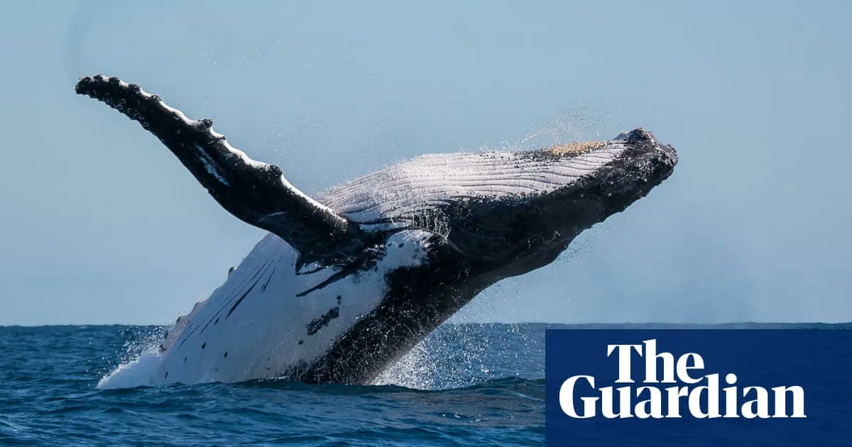 Fish Free February tweet media